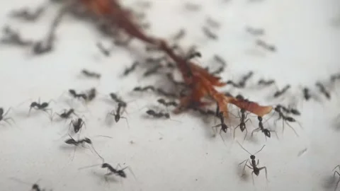Ant colonies Stock Footage 347959706