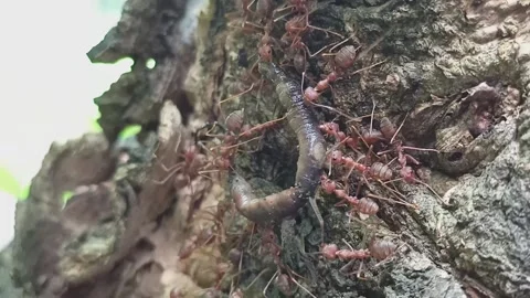 Ant colonies provide many important benefits to the environment. Stock-Footage 326926800