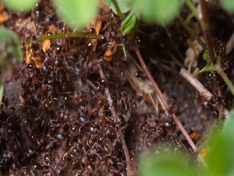 Ant colonies waging war on each other - macro Stock Footage 77721317