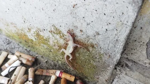 Ant colonies work together to carry and drag dead lizards on the walls Stock Footage 235378602