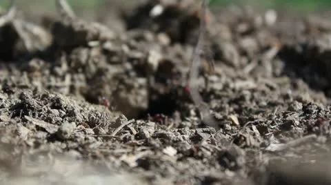 Ant colony _1 Stock Footage 11144165
