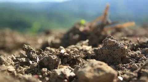 Ant colony _2 Video stock 11144168