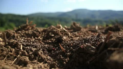 Ant colony _4 Video stock 11144188