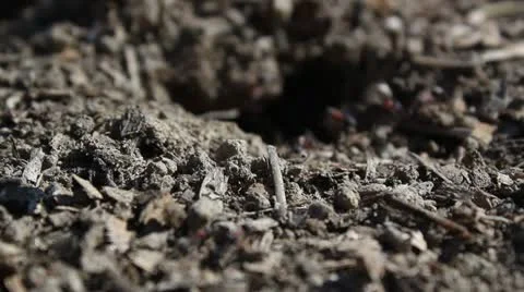 Ant colony _5 Stock Footage 11144194
