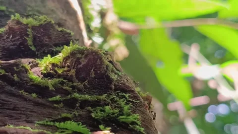 Ant Colony Activity on Green Moss Forest Floor Stock-Footage 332922832