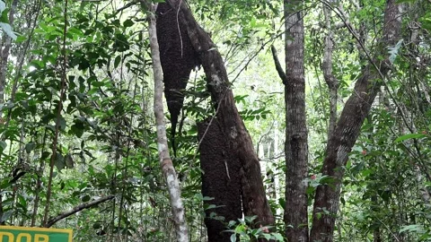 Ant Colony in the Amazon Rain forest Video stock 222980393