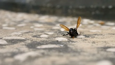 Ant Colony Army Attack Eat Dead Bee Nature 4k Stock Footage 102551159
