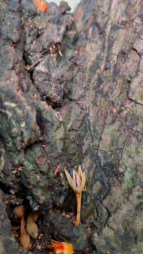 Ant colony on the bark 2 Stock Footage 211132444