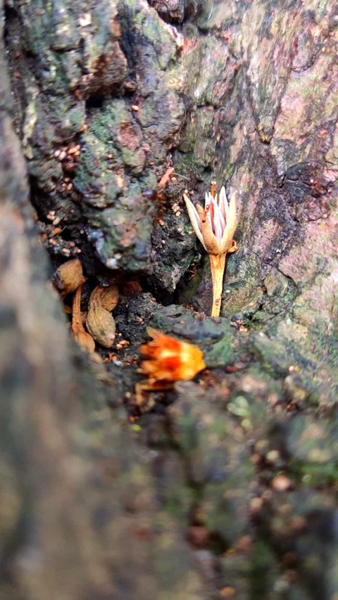 Ant colony on the bark 3 Stock Footage 211132454