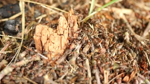 Ant colony is the basic family unit around which ants organize their life cycle. Video stock 64208712