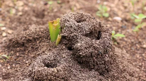 Ant colony building anthill Stock Footage 63379287