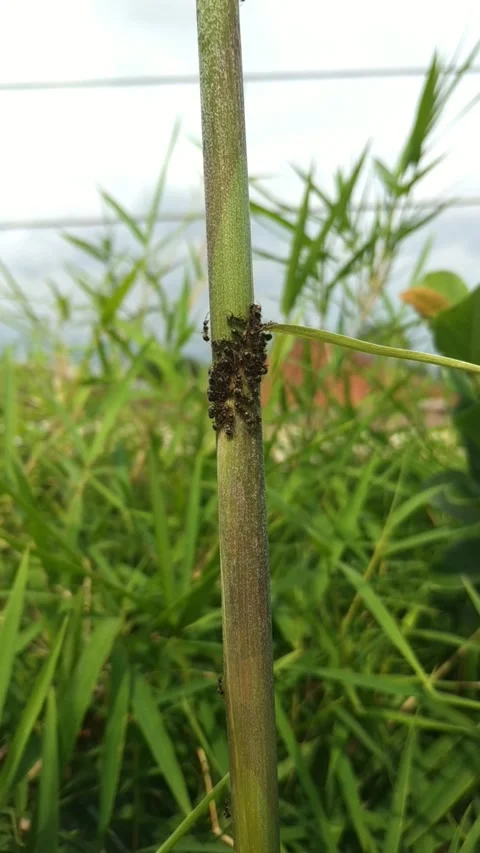 Ant Colony Climbing Plant Stem in Natural Habitat Stock Footage 336240622