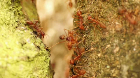 Ant colony, close up Stock Footage 32325818