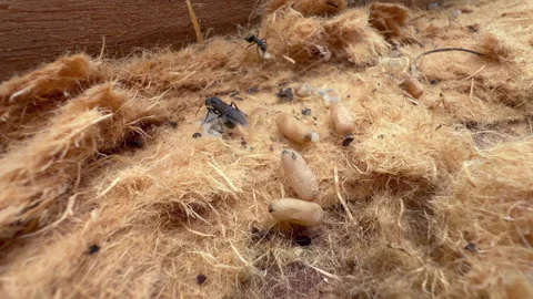 Ant Colony Close-Up Winged Ant Among Workers and Brood Stock Footage 348693445