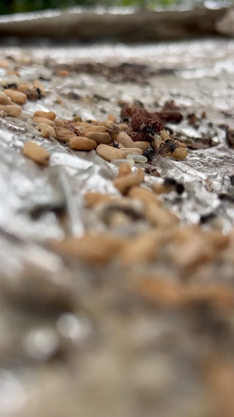 Ant Colony Close-Up with Worker Ants Tending Brood Inside Nest Stock Footage 348693354