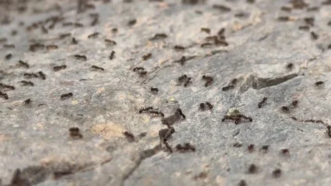 Ant Colony Crawling Across Rock Surface in Nature Close Up Stock Footage 336724691