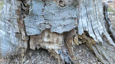 Ant Colony Crawling on Old Tree Trunk – Close-Up Nature Shot 스톡 동영상 342454632