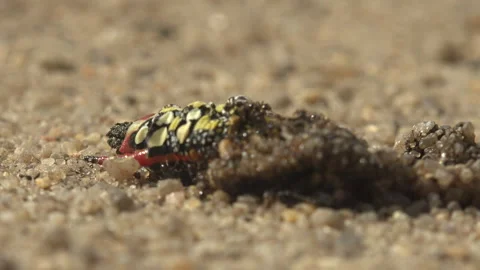 Ant Colony Devouring Hawk Moth Caterpillar on Sand Macro Predation Stock Footage 334067579