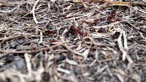 Ant colony drinking sugar water at ground level Stock Footage 345004872