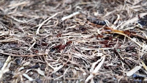 Ant colony drinking sugar water at ground level Stockbeeldmateriaal 345004938