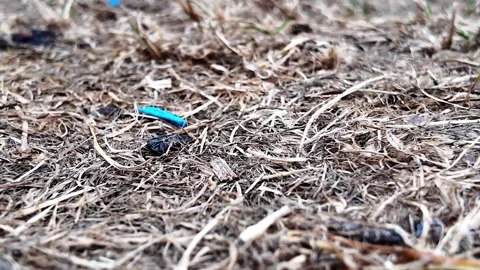 Ant colony drinking sugar water at ground level 库存影片 345004943