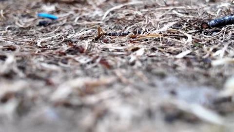 Ant colony drinking sugar water at ground level Stock Footage 345004982