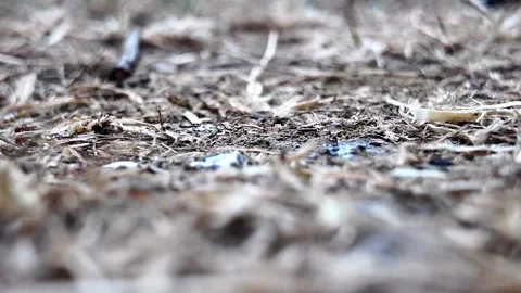 Ant colony drinking sugar water at ground level Vidéo 345004994