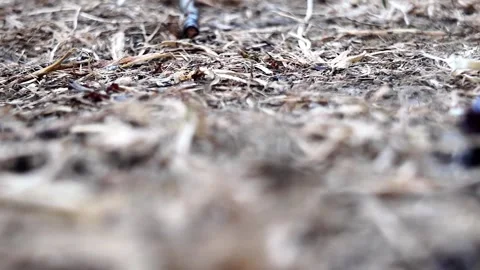 Ant colony drinking sugar water at ground level 库存影片 345005123