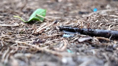 Ant colony drinking sugar water at ground level 库存影片 345005284