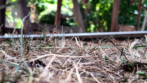 Ant colony drinking sugar water at ground level Vidéo 345005311