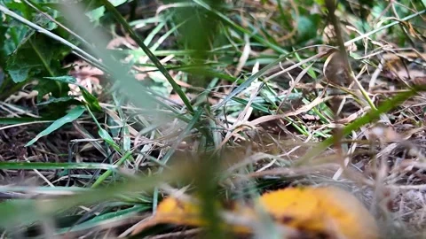 Ant colony drinking sugar water at ground level Vidéo 345005355