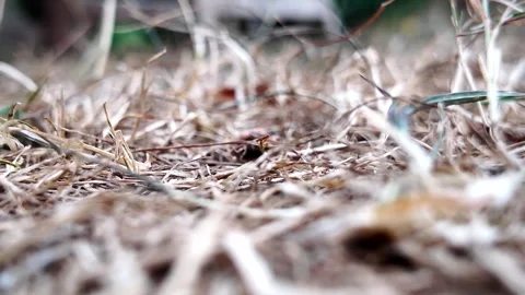 Ant colony drinking sugar water at ground level Stock Footage 345005358