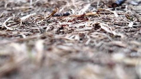 Ant colony drinking sugar water at ground level 库存影片 345005489