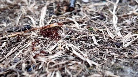Ant colony drinking sugar water at ground level Stock Footage 345005561