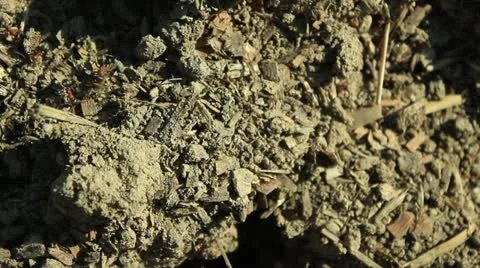 Ant colony (entrance) _1 Stock Footage 11148341