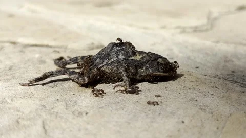 Ant Colony Feeding on Dead Toad in the Wild Stock Footage 317784618