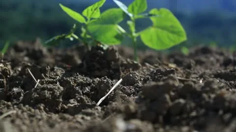 Ant colony Stock-Footage 11144159