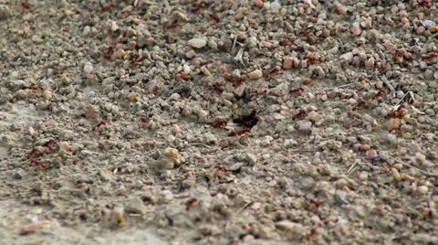 Ant Colony 스톡 동영상 32426531