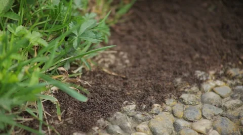 Ant Colony Stock Footage 61967584
