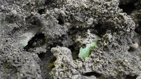 Ant colony Stock Footage 80859235