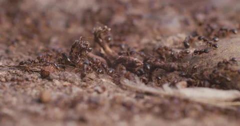 Ant Colony Stock Footage 130762020