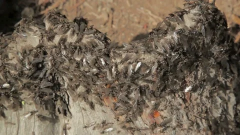 Ant colony Stock Footage 132727908