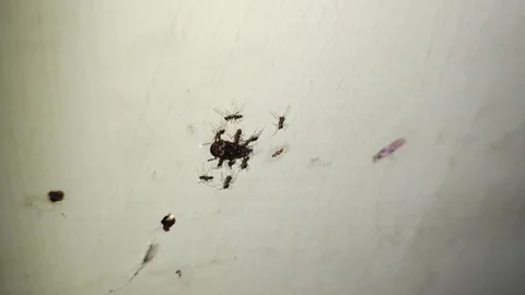 The ant colony Stock Footage 211920544