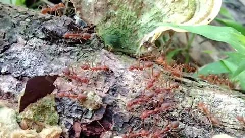 Ant colony Stock Footage 220760962