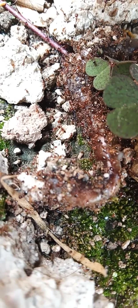 Ant colony Stock Footage 270025573