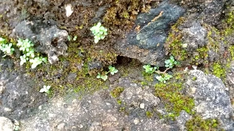 Ant colony Stock Footage 300337788