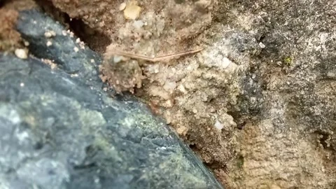 Ant colony Stock Footage 300442126