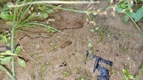 Ant colony Stock Footage 300442128