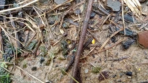 Ant Colony Stock Footage 300442275