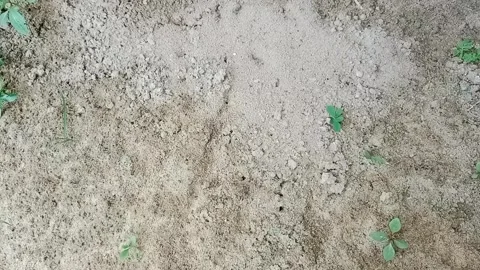 Ant colony Stock Footage 302201591